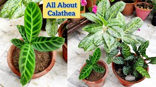 Best plant for balcony garden Calathea Zebrina care सालभर चलने वाला परमानेंट पौधा Common houseplant [upl. by Sadler992]