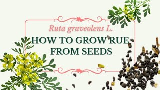 HOW TO GROW RUE FROM SEEDS  TIME LAPSE  TIPS amp TRICKS  FIRST TIME IN PHILIPPINES 100 SUCCESS [upl. by Larred875]