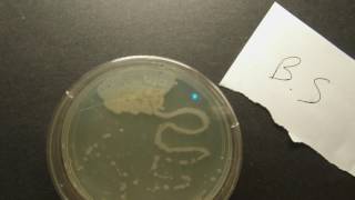 Bacillus subtilisTSA [upl. by Nathan594]