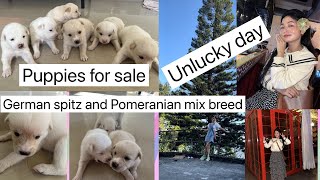 Puppies 🐩 🐶for saleGerman spitz and Pomeranian mix breed very lucky day weeks in my life [upl. by Venola]