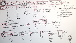 The 20 Amino Acids  One Minute Medical School [upl. by Spieler]