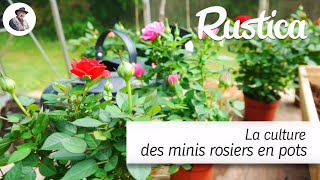 La culture des mini rosiers en pot [upl. by Ilke]