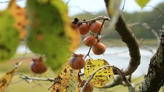 Persimmon  Native Fruit Trees for Wildlife [upl. by Colvin646]