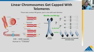 BIOL201 Ch145  DNA Replication in Eukaryotes [upl. by Sommer]