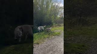 Ethical Dog Wellness Walks Cannock Chase [upl. by Alael]