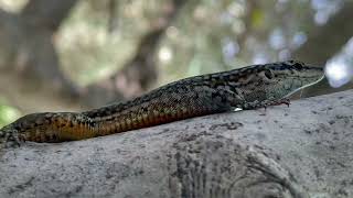 Podarcis virescens  lagartija verdosa  Geniezs wall lizard [upl. by Simah]