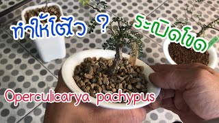 เทคนิคการระเบิดโขด ขยายลำต้น Operculicarya pachypus [upl. by Michale316]