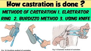 Castration  Methods of castration  Elastrator ring method  Burdizzo method  dhull vets [upl. by Lysander]