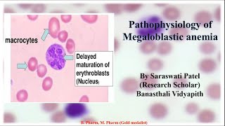 pathophysiology of Megaloblastic anemia [upl. by Iaverne]