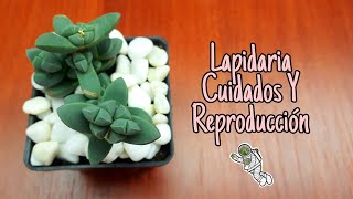 LAPIDARIA DELOSPERMA LEHMANNI PLANTA HIELO CUIDADOS Y REPRODUCCIÓN FÁCIL Y RÁPIDO [upl. by Herzog]