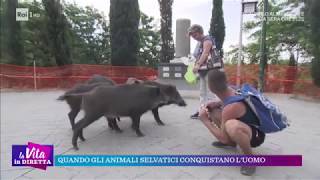 Quando gli animali selvatici conquistano luomo  La vita in diretta 04102018 [upl. by Justino529]