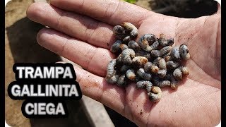 Trampa Casera Para Combatir Gallinita Ciega En El Huerto  La Huertina De Toni [upl. by Chappie]