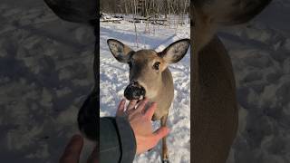 Deer Tries To Eat Me [upl. by Golter]