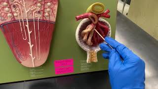 Renal Corpuscle [upl. by Sordnaxela]