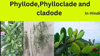 PhyllocladecladodephyllodeDifference among Phyllocladecladodephyllode [upl. by Harberd]