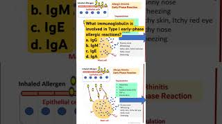 What immunoglobulin is involved in Type I earlyphase allergic reactions [upl. by Cornwell547]