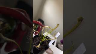 My drosera capensis wraping around some thing it caught [upl. by Macmahon728]