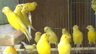 Canarini giallo intenso e giallo brinato in muta cova 2014 [upl. by Eilujna]