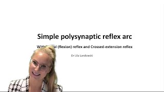 Simple polysynaptic spinal reflex arc  the 5 components [upl. by Orr]