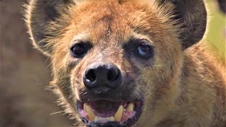 HairRaising Hyena Moments  BBC Earth [upl. by Dey]