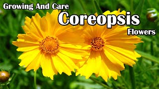 How To Grow and Care For Coreopsis Flowers [upl. by Thora918]