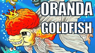 Oranda Goldfish  Oranda Goldfish Care amp Guide [upl. by Eniamsaj]