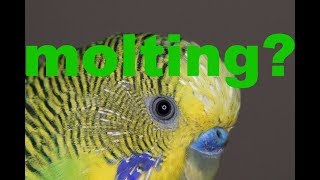 What is molting What are pin feathers Bird facts [upl. by Durrell]