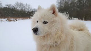 How to Have OffLeash Fun with Your Samoyed [upl. by Llednahs]