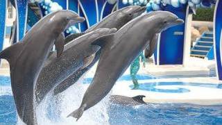 SeaWorlds Dolphin Show voted quotBest on YouTubequot [upl. by Segroeg489]