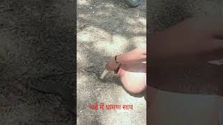 wildlife ‎Bapi da Snake Expert ‎vishal snake saver ‎Snake Rescue Muzaffarpur suggestedvideo [upl. by Deer443]