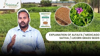 Explanation of Alfalfa Medicago Sativa Lucern Grass Seeds  Thanneru Suresh  SrinivasaAgroSeeds [upl. by Avlasor293]