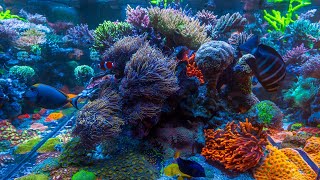 Daynes 400 Gallon Reef  2024 Update [upl. by Rotce]