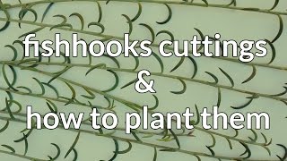 Succulent Cuttings Fishhooks Senecio amp How To Plant Them [upl. by Dumah]