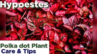 Hypoestes  How to Care PolkaDot Plant  Hypoestes Plant Care  PolkaDot Plant Care Tips amp Tricks [upl. by Kaylil403]