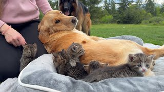 Petting Foster Kittens Too Long l Jealous Dog Reaction [upl. by Hodosh]