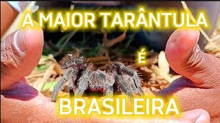 ARANHA GOLIAS É A MAIOR DO MUNDO [upl. by Viveca]