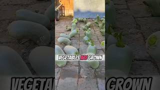 Unbelievable Vegetables Are Grown On The Ground🥒🌟 Part 01 🌍 shorts short unique [upl. by Kristie810]