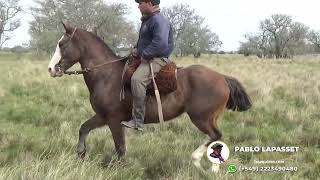 VENDIDO Caballo bayo encerado de campo  400000  LOSEQUINOSCOM [upl. by Lednahc994]