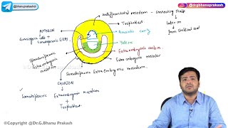 10 Second Week Of Development  Embryology [upl. by Nykal19]