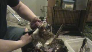 how to clean a pheasant the easy way [upl. by Barbra]