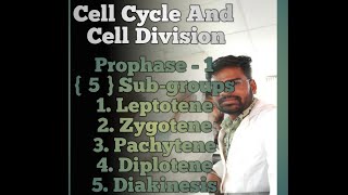 Meiosis 1  Prophase1  Leptotene  Zygotene  Pachytene  Diplotene  Diakinesis [upl. by Enylekcaj]