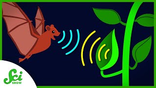 This Plant Attracts Bats With a Satellite Dish [upl. by Aserahs]