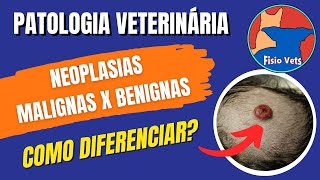 Neoplasias Benignas e Malignas em animais domésticos  Patologia veterinária [upl. by Ayhdnas]