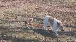 Cat Wont Let Dog off the Leash [upl. by Stephen326]