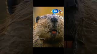 Beavers Dam  rebirth of Alaska part 2 animals shortsfeed wildlife eurasianbeaver viralvideo [upl. by Einniw643]