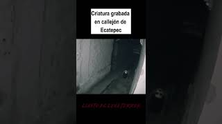 CAPTAN CRIATURA EXTRAÑA EN CALLEJON DE ECATEPEC miedo terror terrorifico creepy [upl. by Mal964]