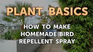 How to Make Homemade Bird Repellent Spray [upl. by Notyad579]