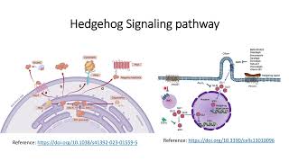 Hedgehog signaling pathway Cancer exploit the growth pathway for their own benefit Code 567 [upl. by Annaerda756]