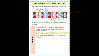 5 mark A Level Biology Question on the effect of neurotoxins on nervous transmission in the heart [upl. by Bianchi965]