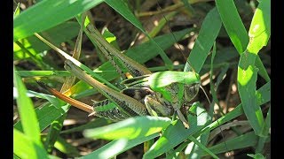 Wart Biter Or Decticus Verrucivorus With Long And Slightly Upcurved Ovipositor [upl. by Teragramyram]